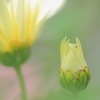 秋菊