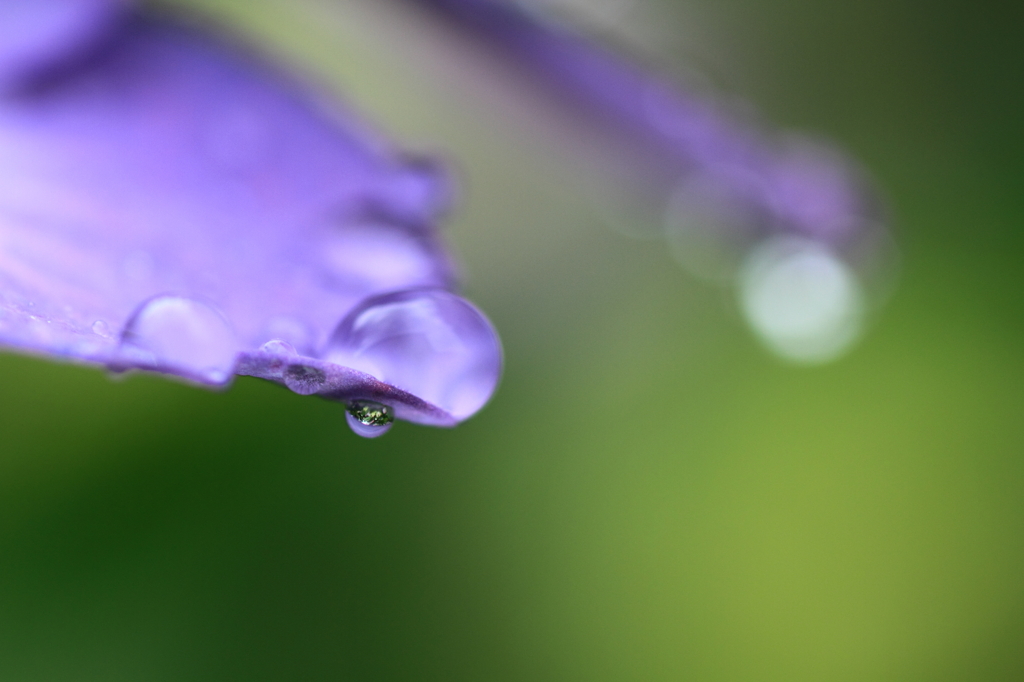 雨の玉