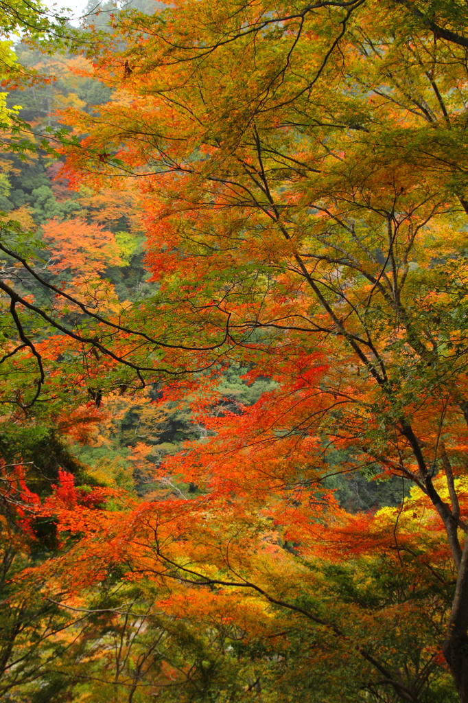紅葉