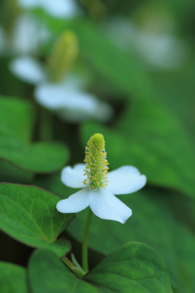 路傍の花
