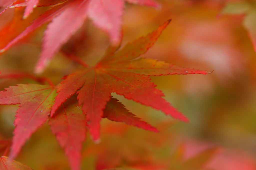 gradation