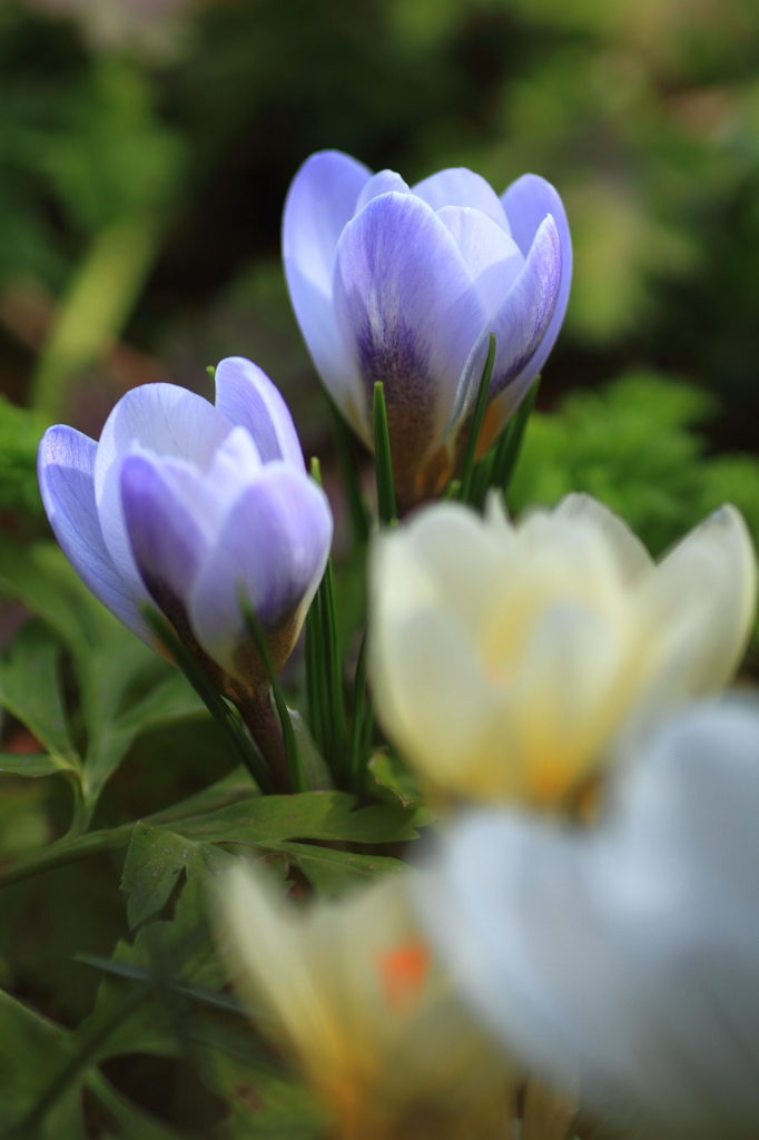 Longing for spring