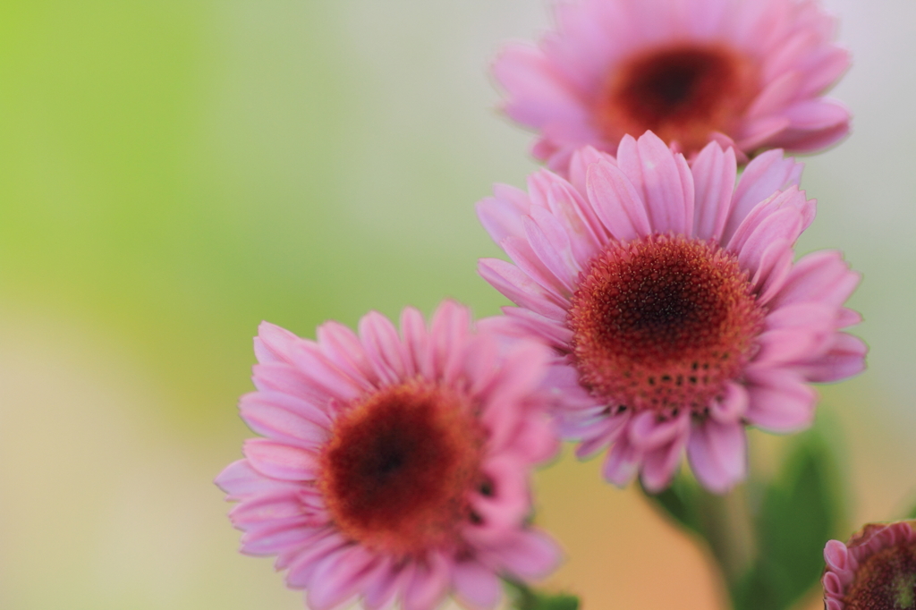 Ｐｉｎｋ　Ｐｉｎｋ　Ｐｉｎｋ！