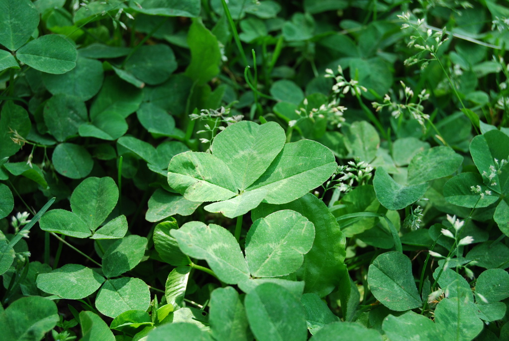 幸せ見つけた。