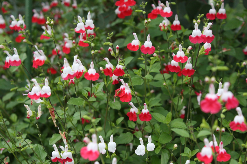 公園の花