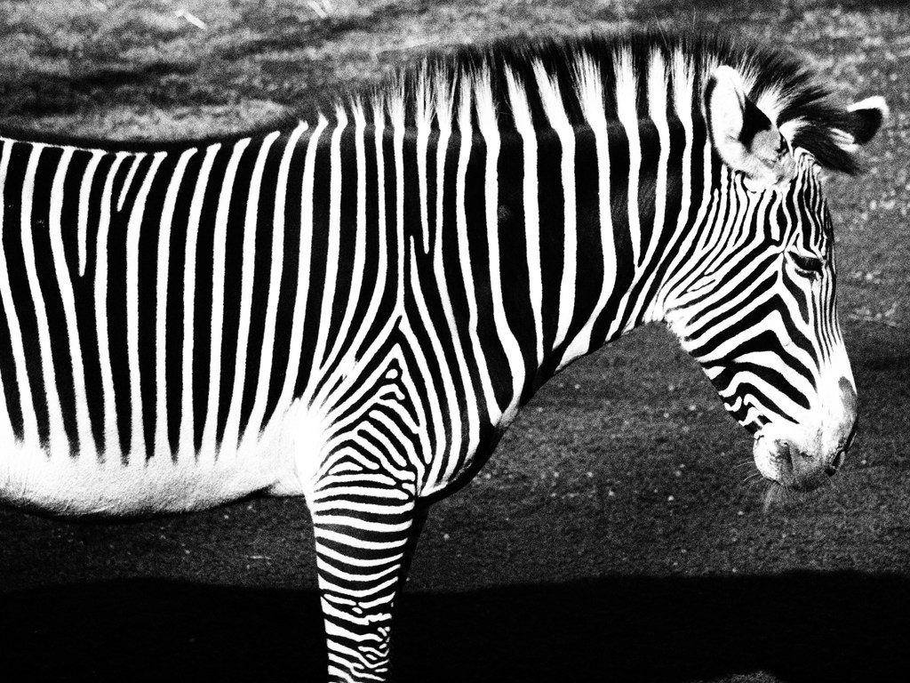 Zebra