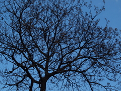 Black and Blue