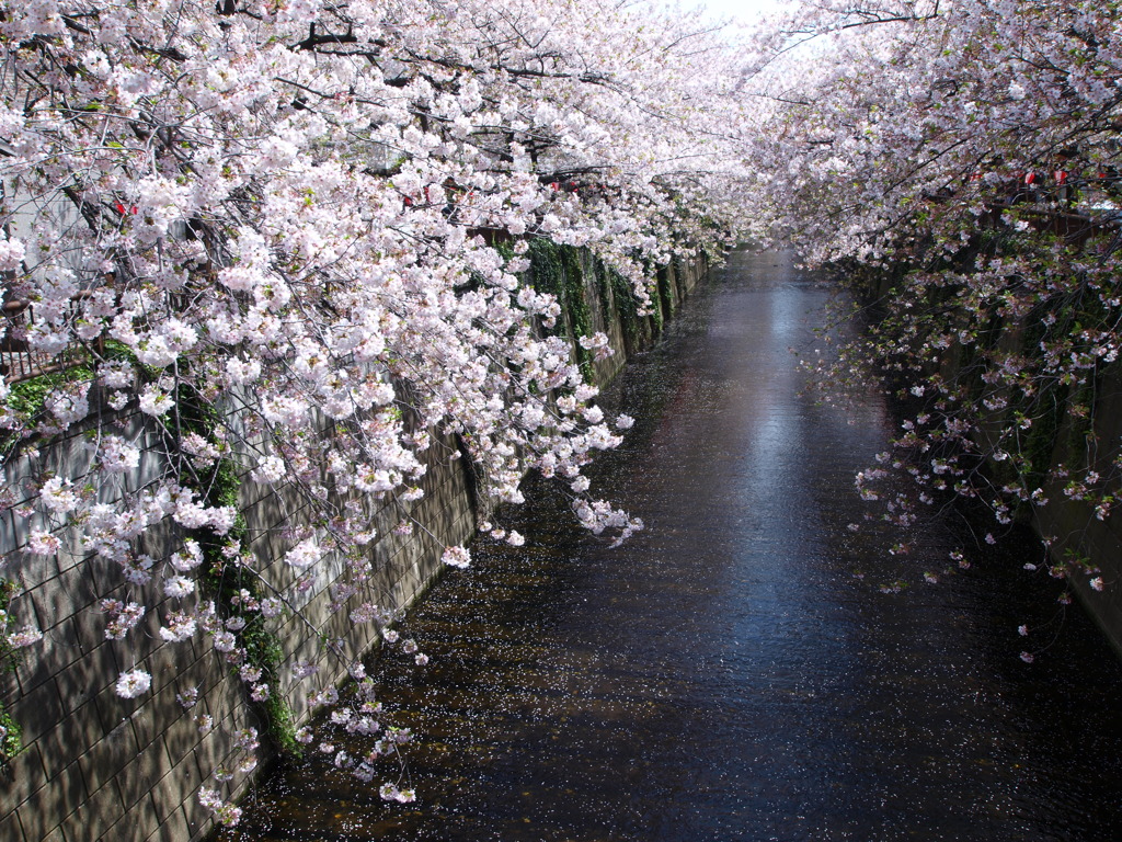 目黒川