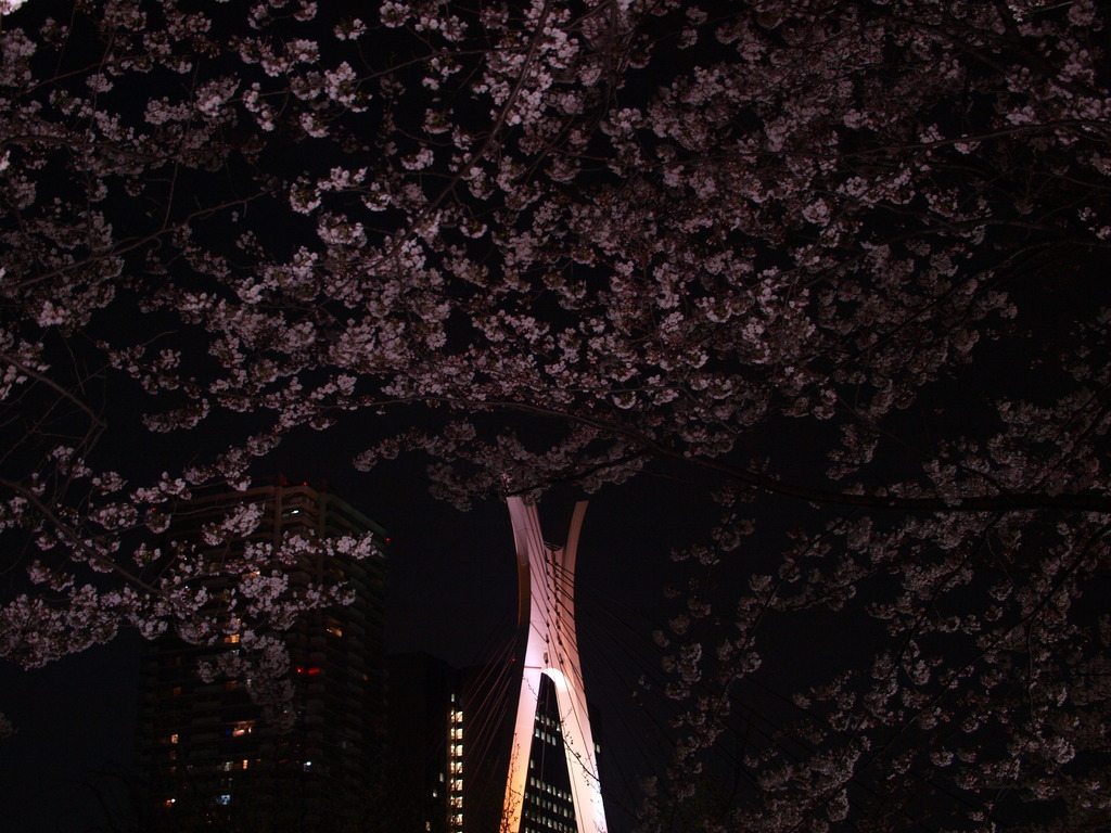 夜桜