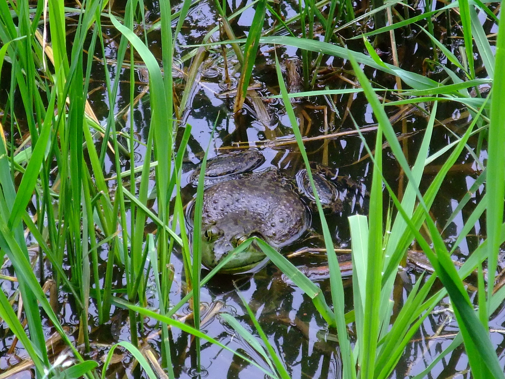 潜むウシガエル