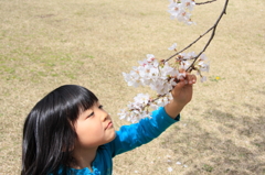 春の香