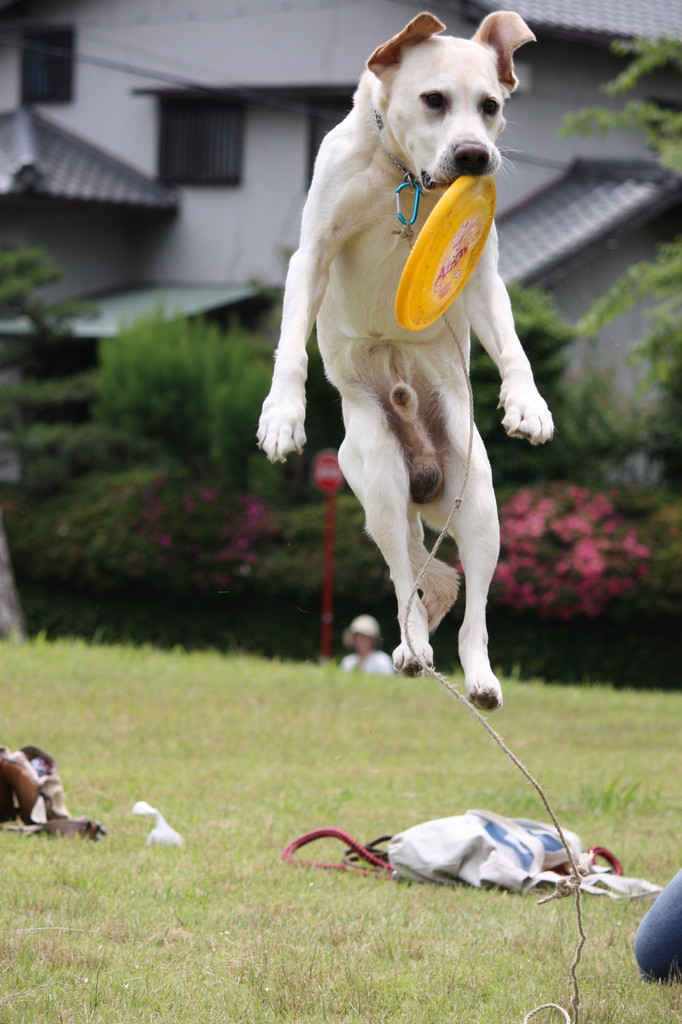 跳んだ！