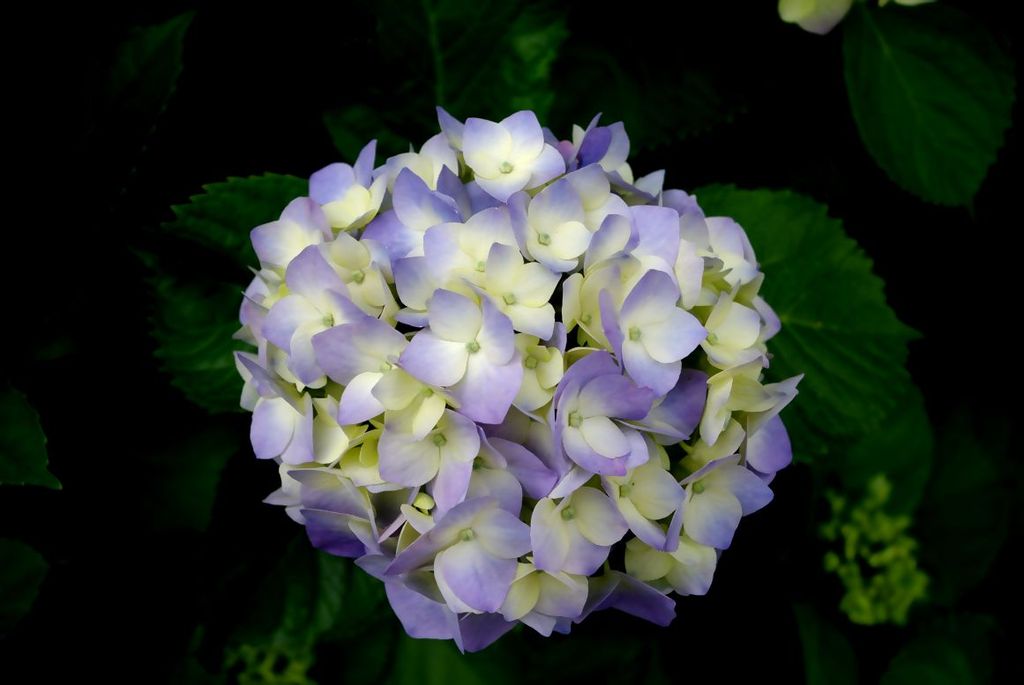 紫陽花