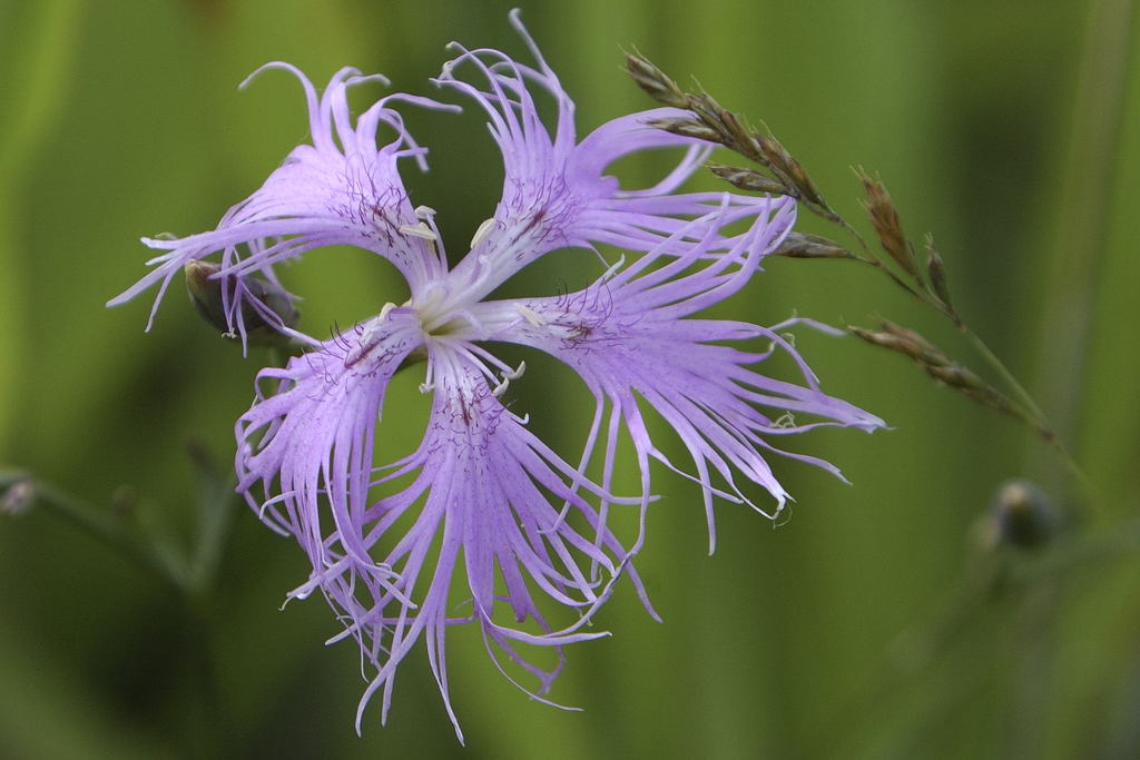 高原に咲く花
