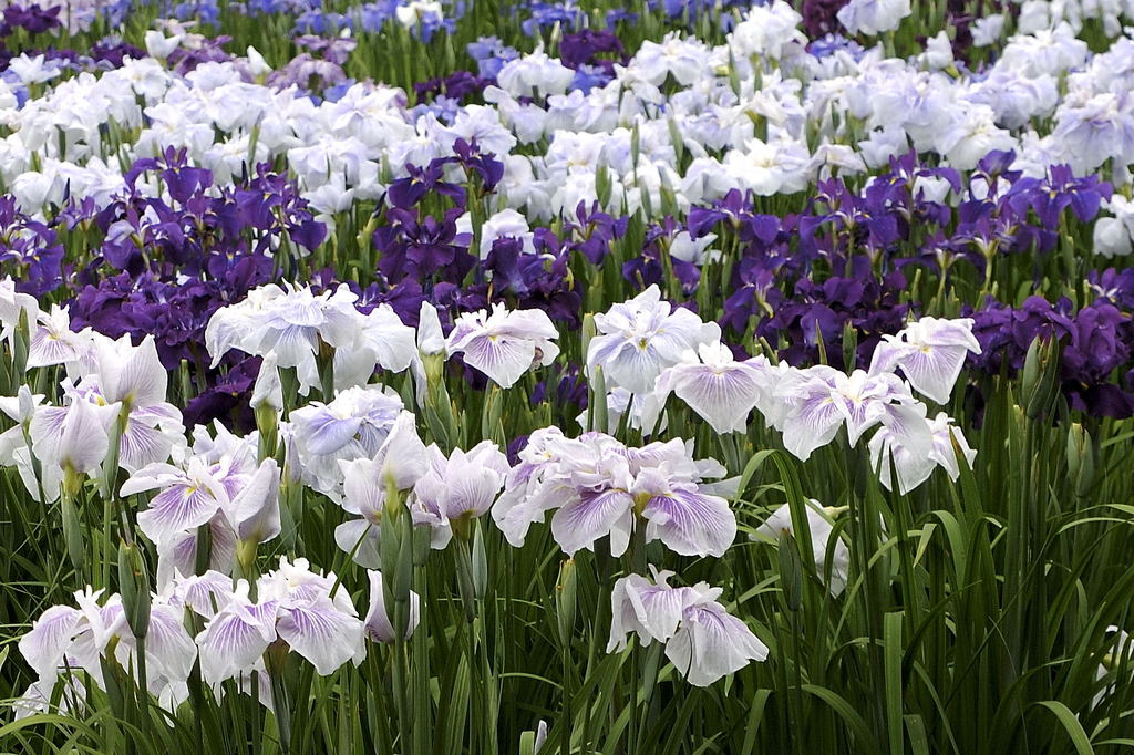 菖蒲