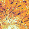 1303 Yellow