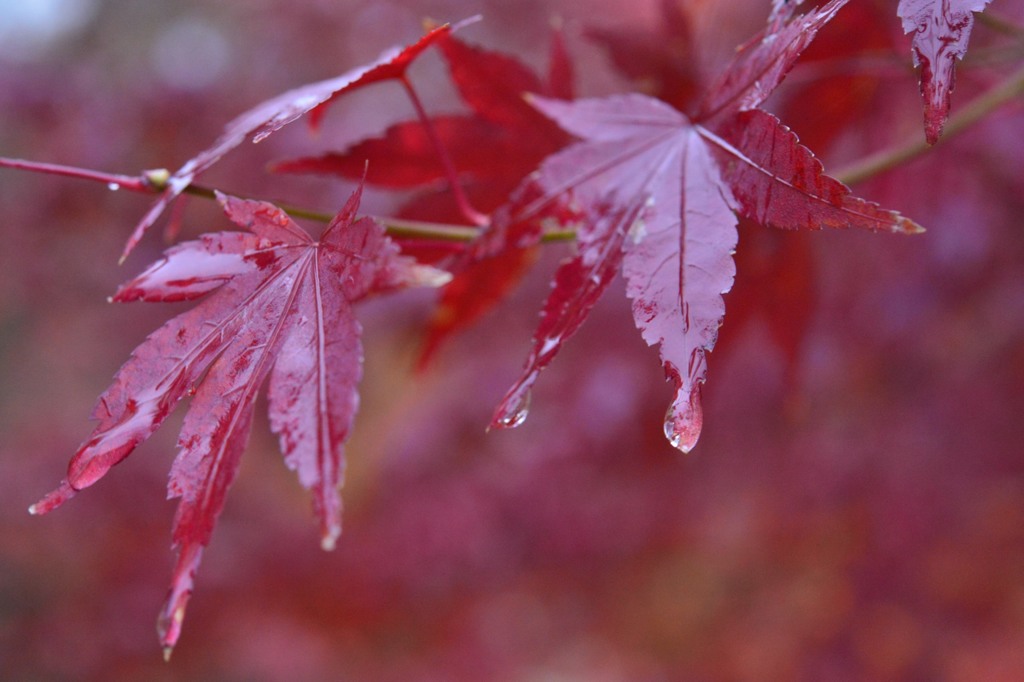 秋雨に打たれて･･･