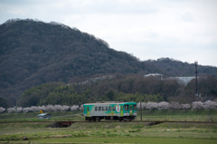 万願寺川の桜をバックに･･･