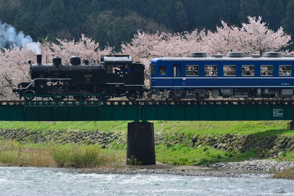 桜咲く八東川×C12