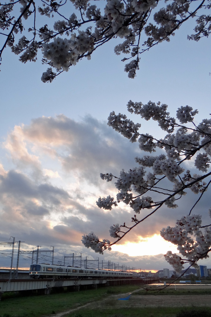 桜×JR221系／市川橋梁