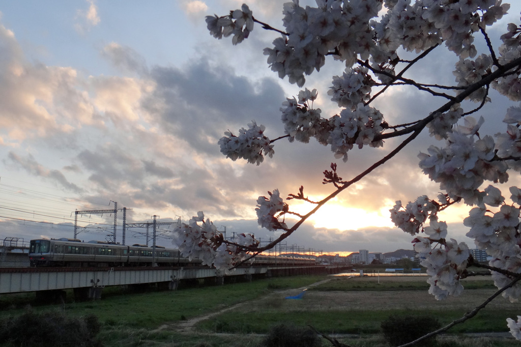 桜×JR223系／市川橋梁