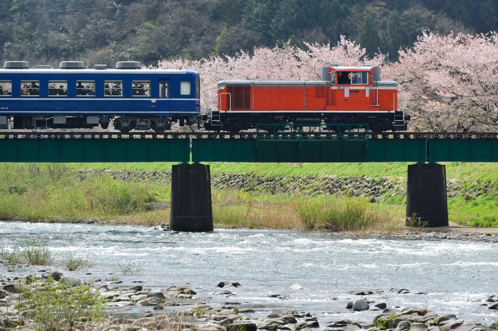 桜咲く八東川×DD16