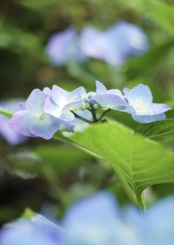 紫陽花