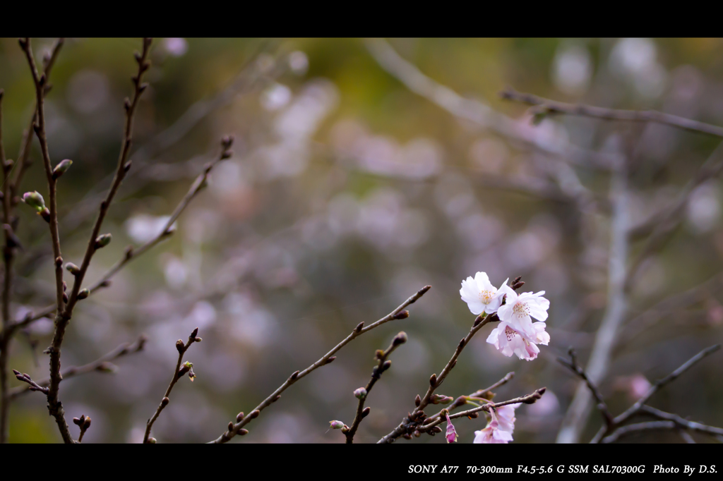 十月の桜
