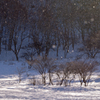 粉雪舞う