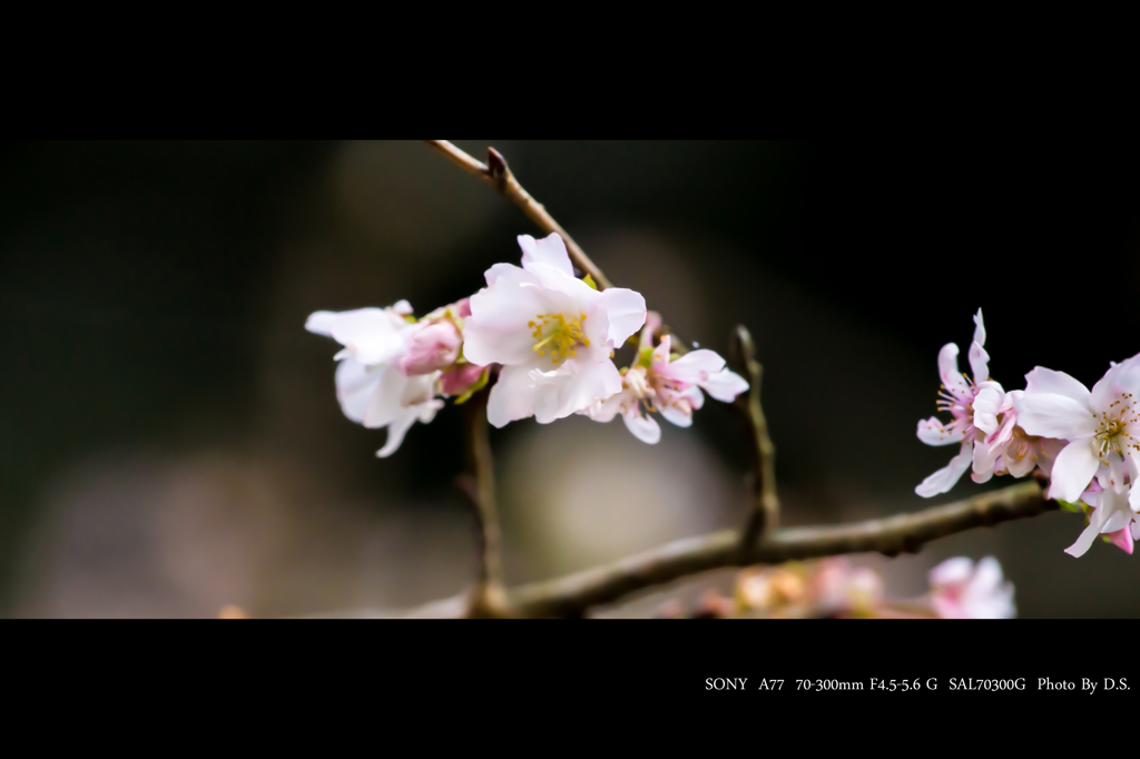 冬桜