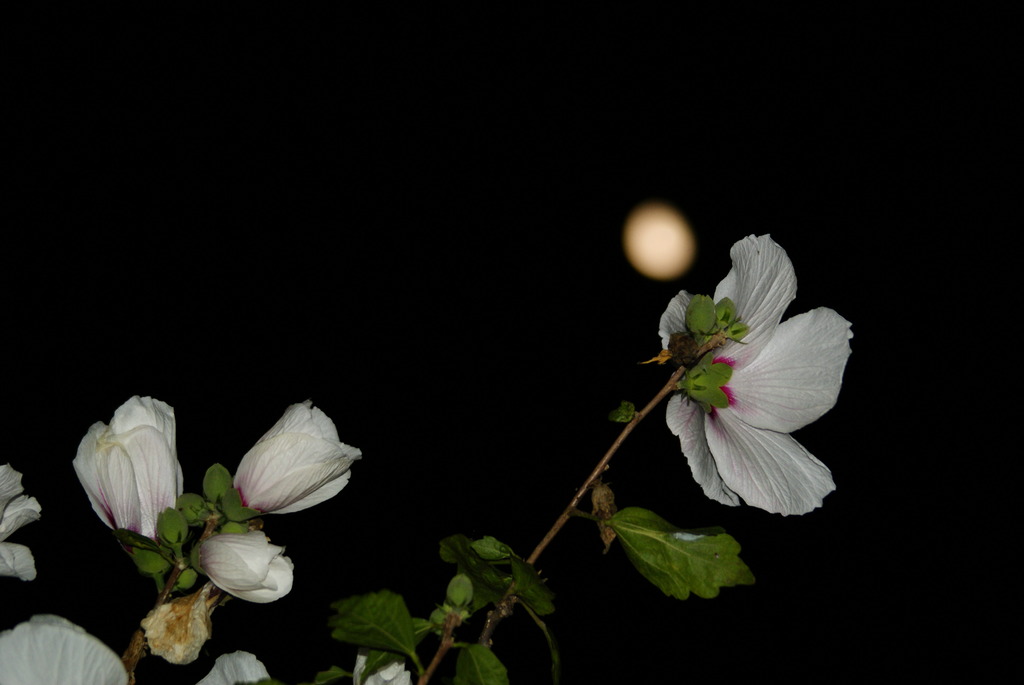 月花