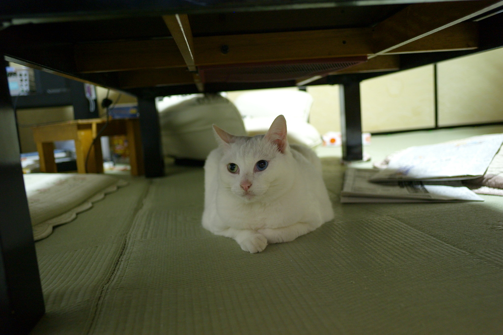 カールツァイス ｆ2.8/21ｍｍで撮影