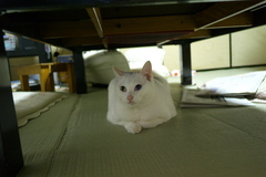 カールツァイス ｆ2.8/21ｍｍで撮影