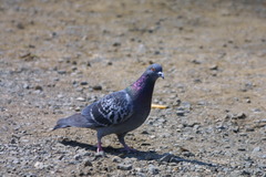 懐かしいＥＯＳ Ｄ３０の写真です