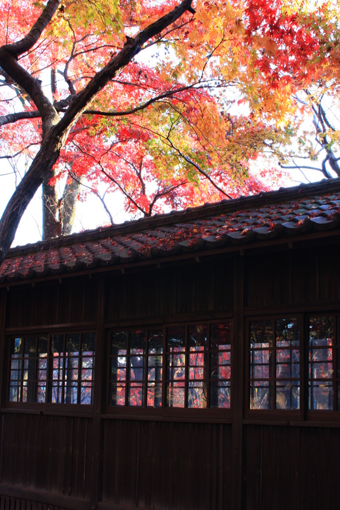 部屋の中まで紅葉