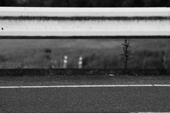 White line