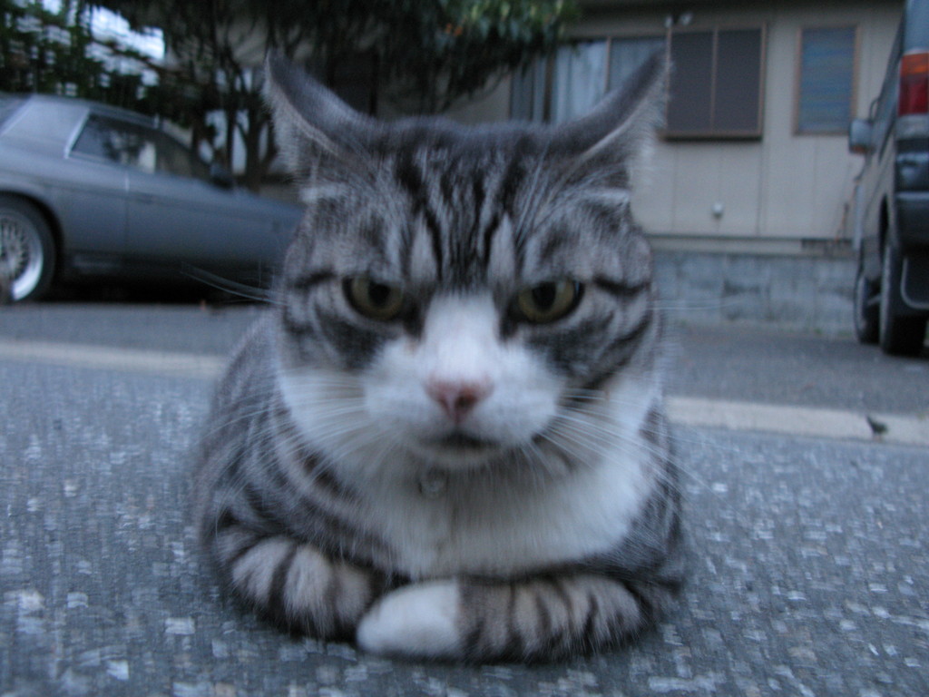 道の真ん中ですが何か？？