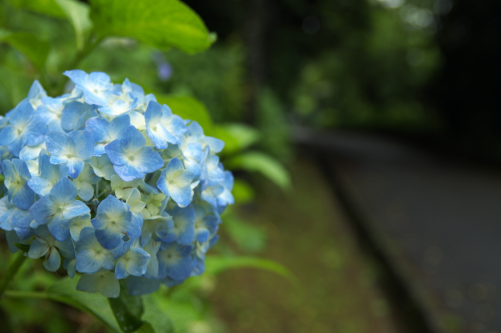 紫陽花