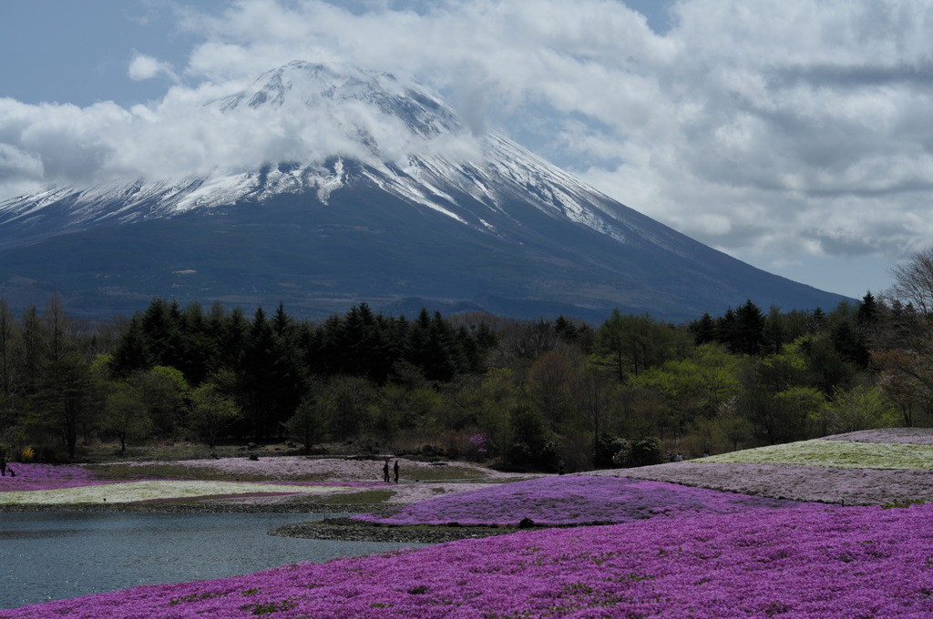 富士芝桜祭り