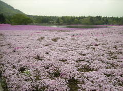 芝桜祭り