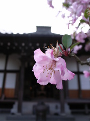 鎌倉 光則寺