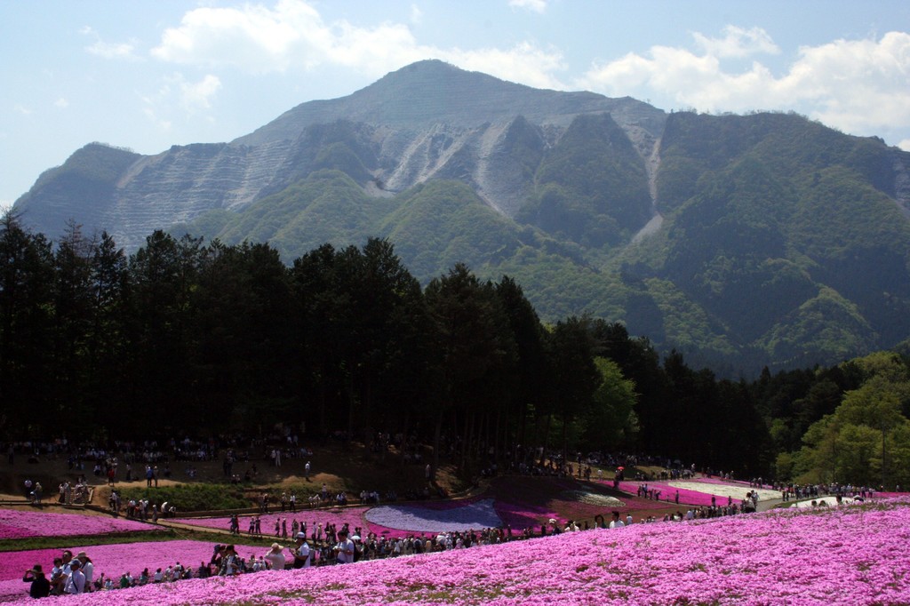 武甲山と芝桜