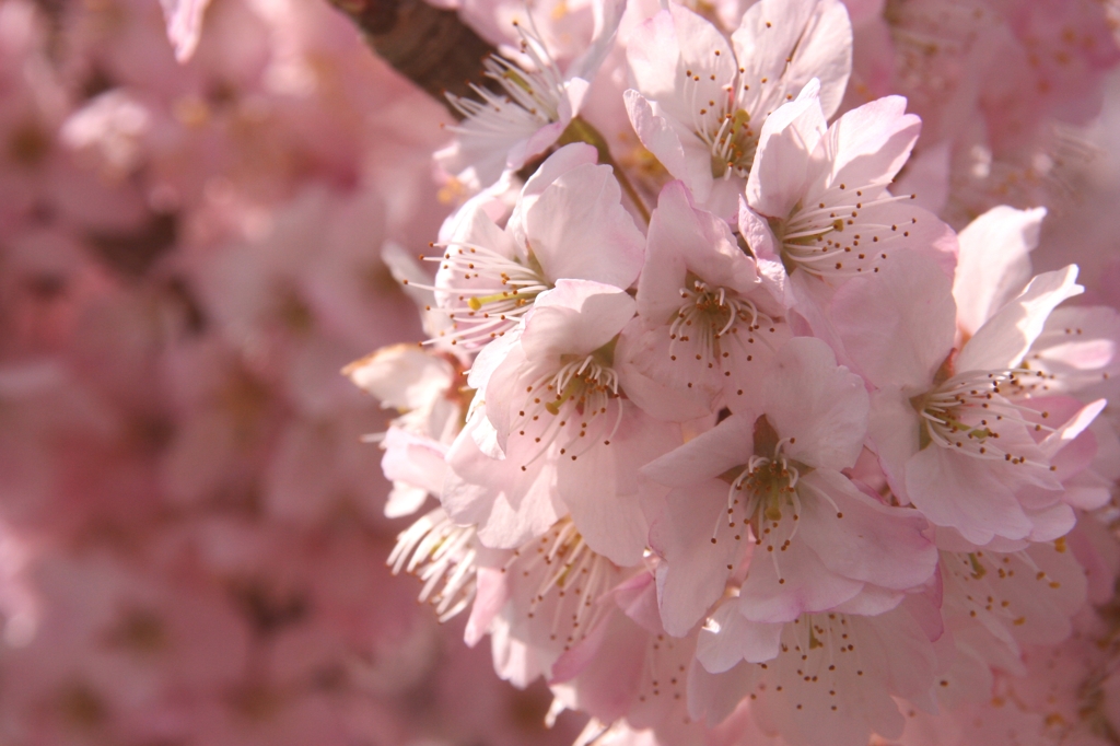 桜色