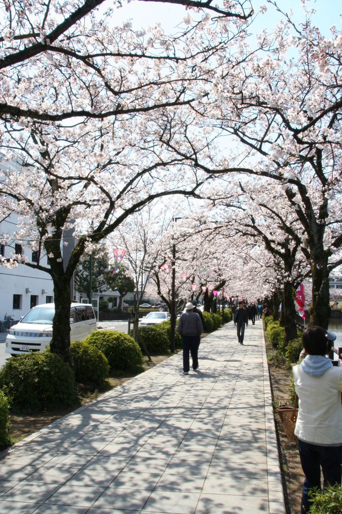 桜並木