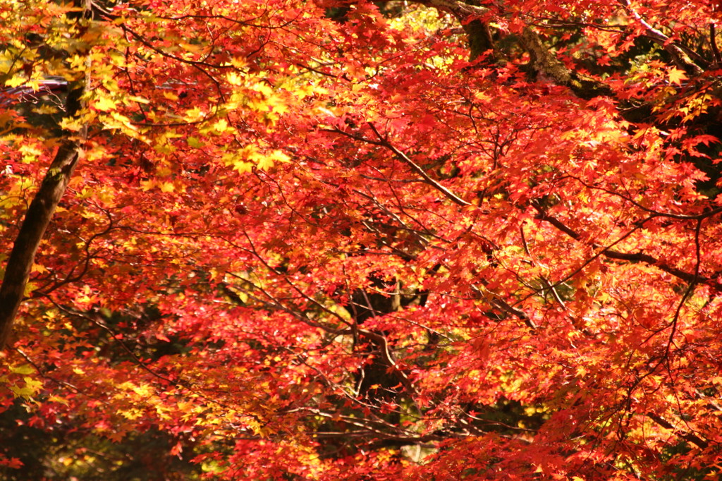 紅葉