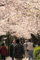 桜のトンネル