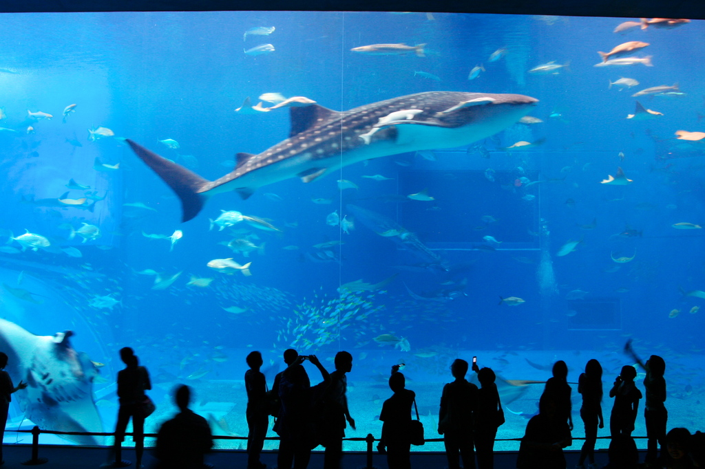 美ら海水族館