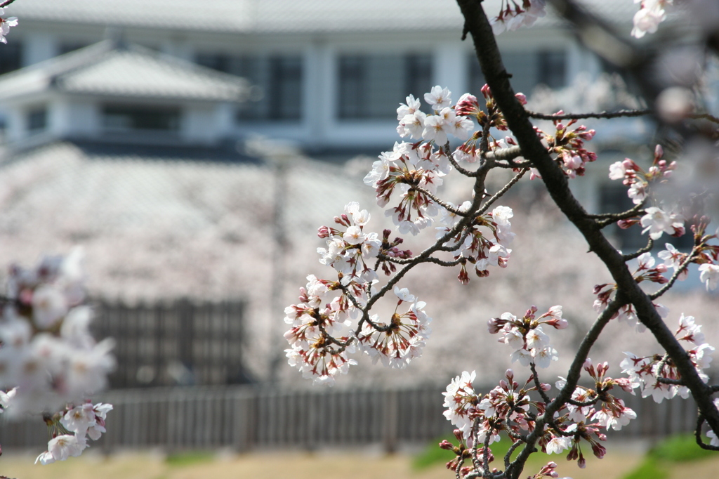 桜咲く