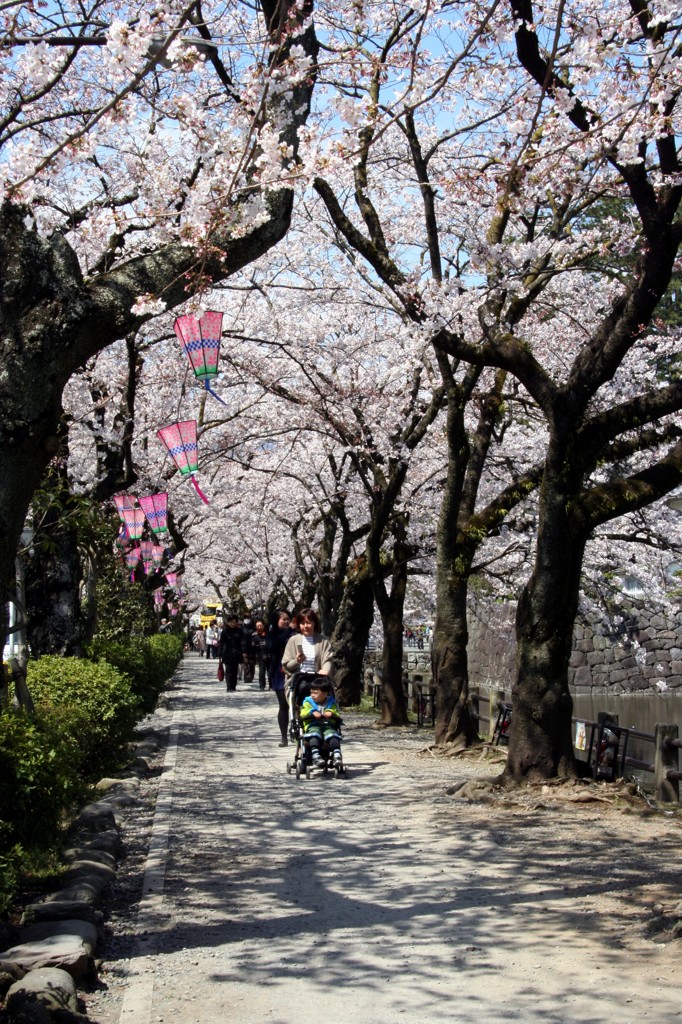 桜並木