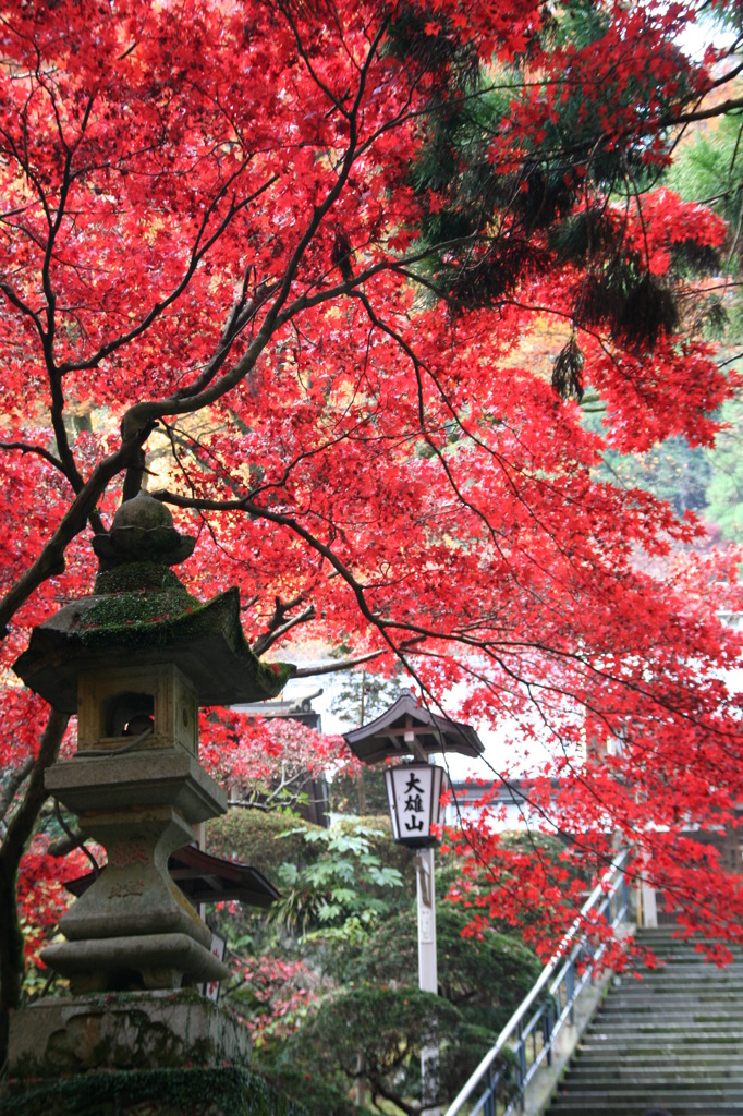 紅葉の大雄山